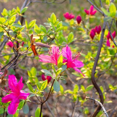 Bahçede çiçek açan çiçekleri kapat.