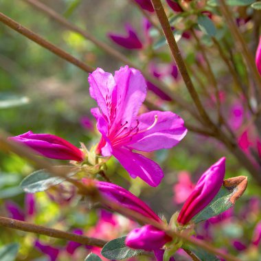 Bahçedeki güzel mor çiçekler