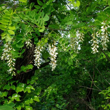 Baharda ıhlamur ağacının beyaz çiçekleri