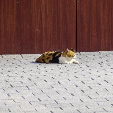 Bir kedi yerde uyuyor.