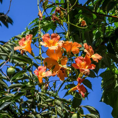 Meyve ağacının çiçekleri.