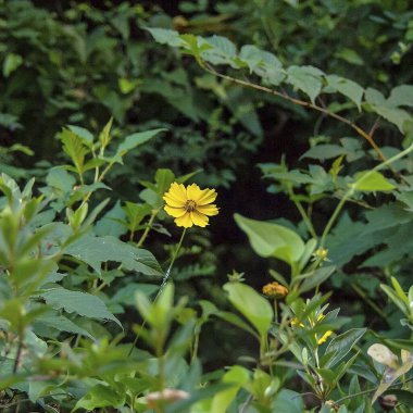 Bahçedeki sarı çiçekler