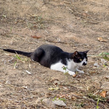 cat on the grass in the village