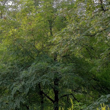 Ormanda yeşil ağaçlar