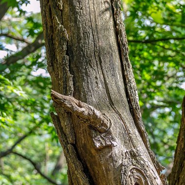 Yeşil ormandaki ağaç gövdesinin yakın plan çekimi.