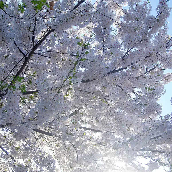 Güzel bahar çiçekleri, flora