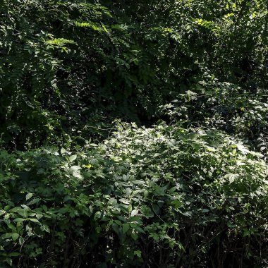 Ormanda yeşil yapraklar