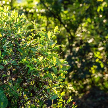 yeşil yapraklar, bitkiler ve yapraklar