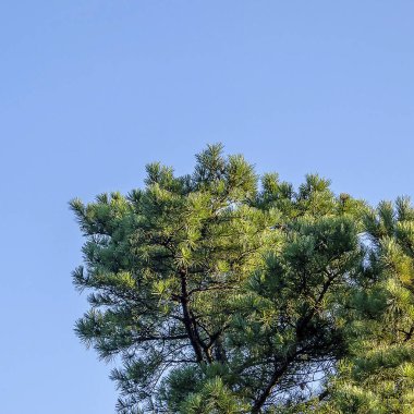 Çam ağacı dalları mavi gökyüzüne karşı