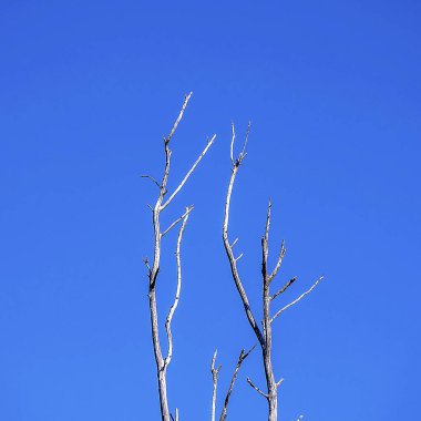 Ağaç dalları, bitki örtüsü ve doğa