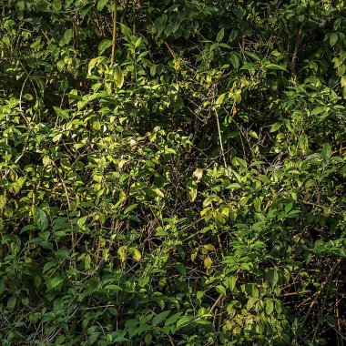 Ormanda yeşil yapraklar