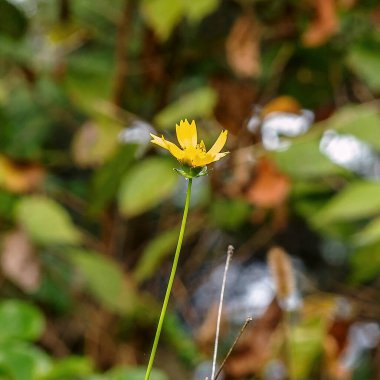 Güzel botanik fotoğrafı, doğal duvar kağıdı.