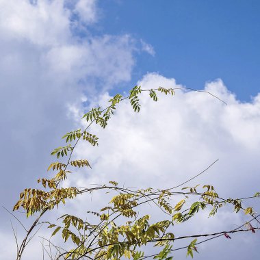 Mavi gökyüzünde yeşil yapraklar