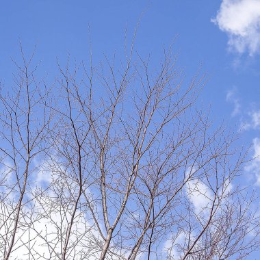 Doğada ağaç dalları, bitki örtüsü