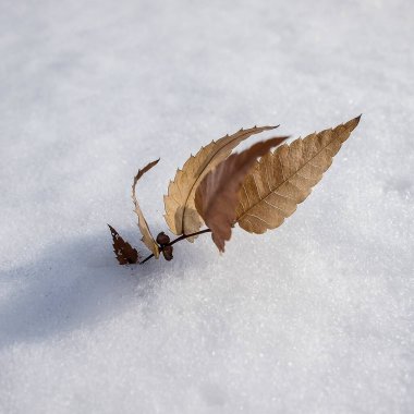 Karda donmuş yaprak