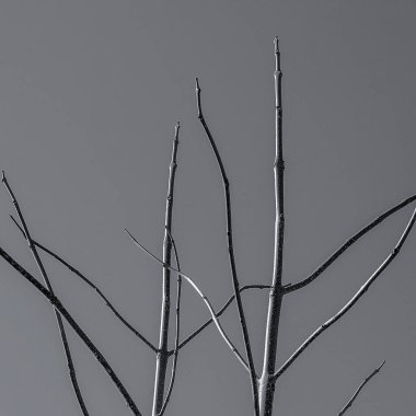 siyah ve beyaz ağaç dalları, flora