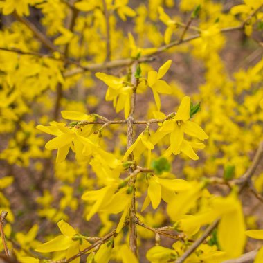 Bahçedeki güzel çiçekler