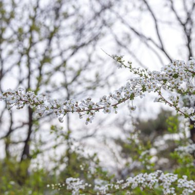 Bahçedeki güzel çiçekler