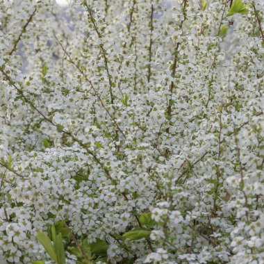 bahar arkaplanı. Ağacın beyaz çiçekleri. Beyaz çiçekler. güzel çiçekler.
