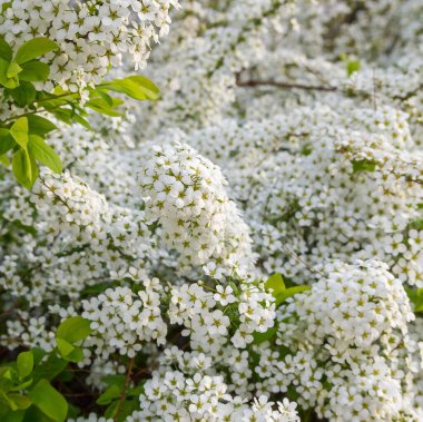 Beyaz çalı çiçekleri