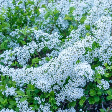 Bahçede beyaz çiçekler