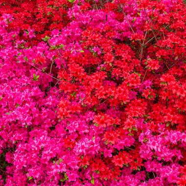 Bahçedeki güzel pembe çiçekler