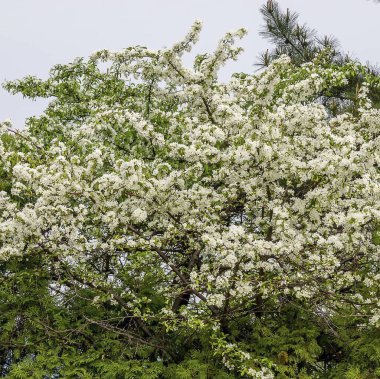 Parkta çiçek açan elma ağaçları.