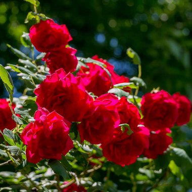 Yeşil arka planda kırmızı çiçekler