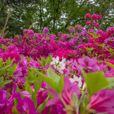 Bahçedeki güzel çiçekler
