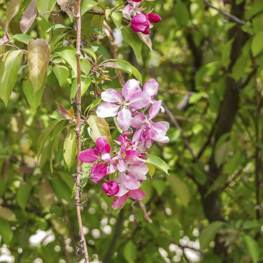 Bahçedeki güzel çiçekler