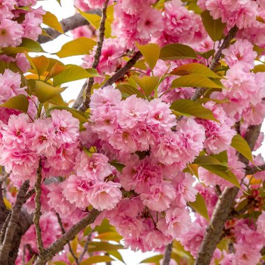 Ağacın pembe çiçekleri, sakura