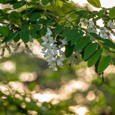 Bahçede beyaz çiçekler