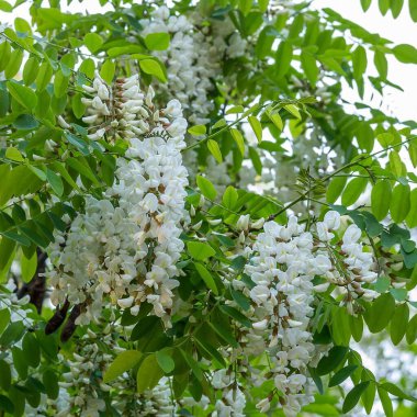 Bahçede beyaz çiçekler