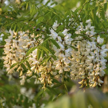 Bahçedeki güzel çiçekler