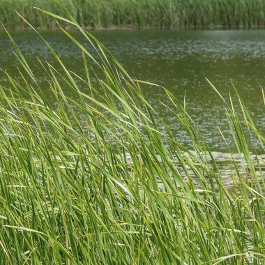 Ormanda yeşil çimenler