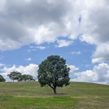 Bulutlu mavi gökyüzünün altındaki bir ağacın güzel görüntüsü.