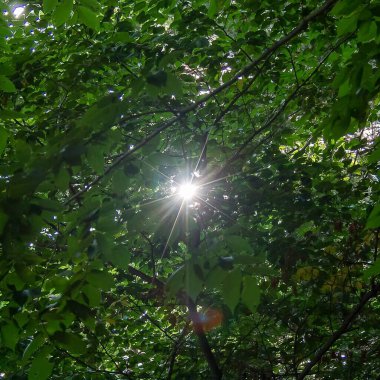 Yaprakları parlayan güneş