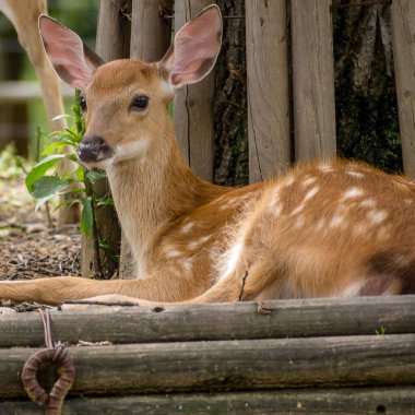 Boynuzlu genç bir dişi geyik.