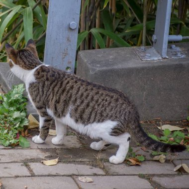 Bir taşın üzerinde oturan sevimli bir kedi yavrusunun yakın plan fotoğrafı.