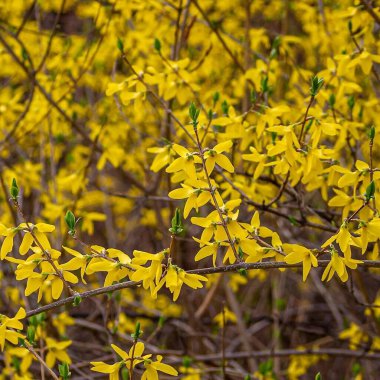 Güzel botanik fotoğrafı, doğal duvar kağıdı.