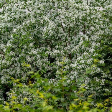 Bahçede beyaz çiçekler