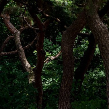 Ağaç dallarının dikey görüntüsü