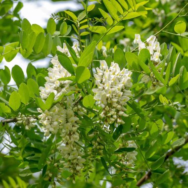 Güzel botanik fotoğrafı, doğal duvar kağıdı.