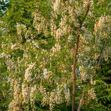 Beyaz çiçekler bahçede çiçek açan