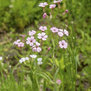 Bahçedeki güzel çiçekler