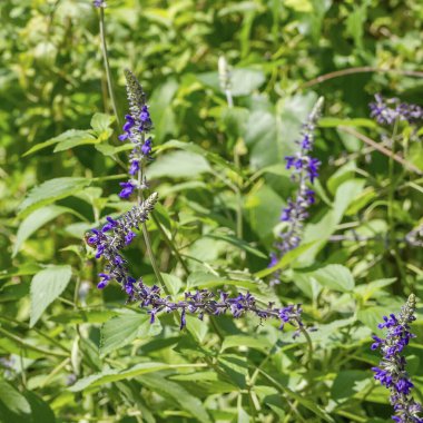 Yeşil arka planda mavi çiçekler