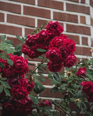 Yazın bahçede güller