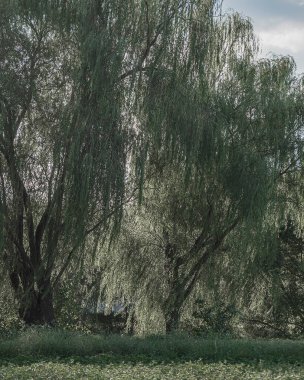 Ormanda yeşil ağaçlar