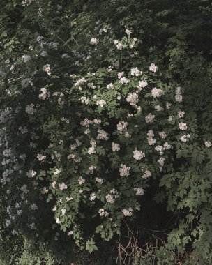 Bahçedeki güzel çiçekler