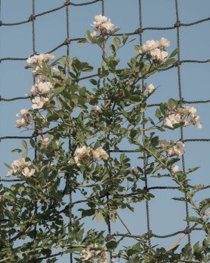 Bahçedeki beyaz güller
